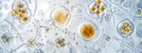 IgE sp. F302 - mandarynka met. ImmunoCAP